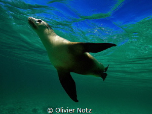Female Sea Lion playful swimming at Jurien Bay by Olivier Notz 